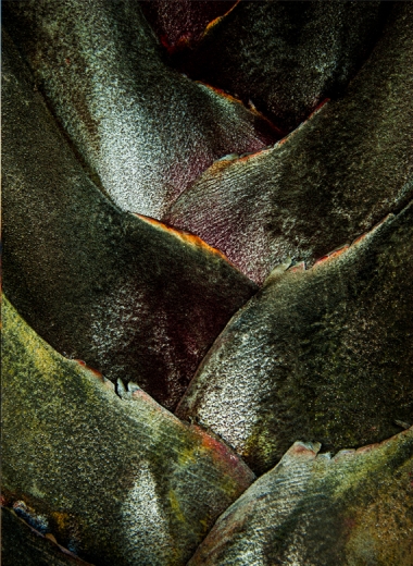 PALMACEA